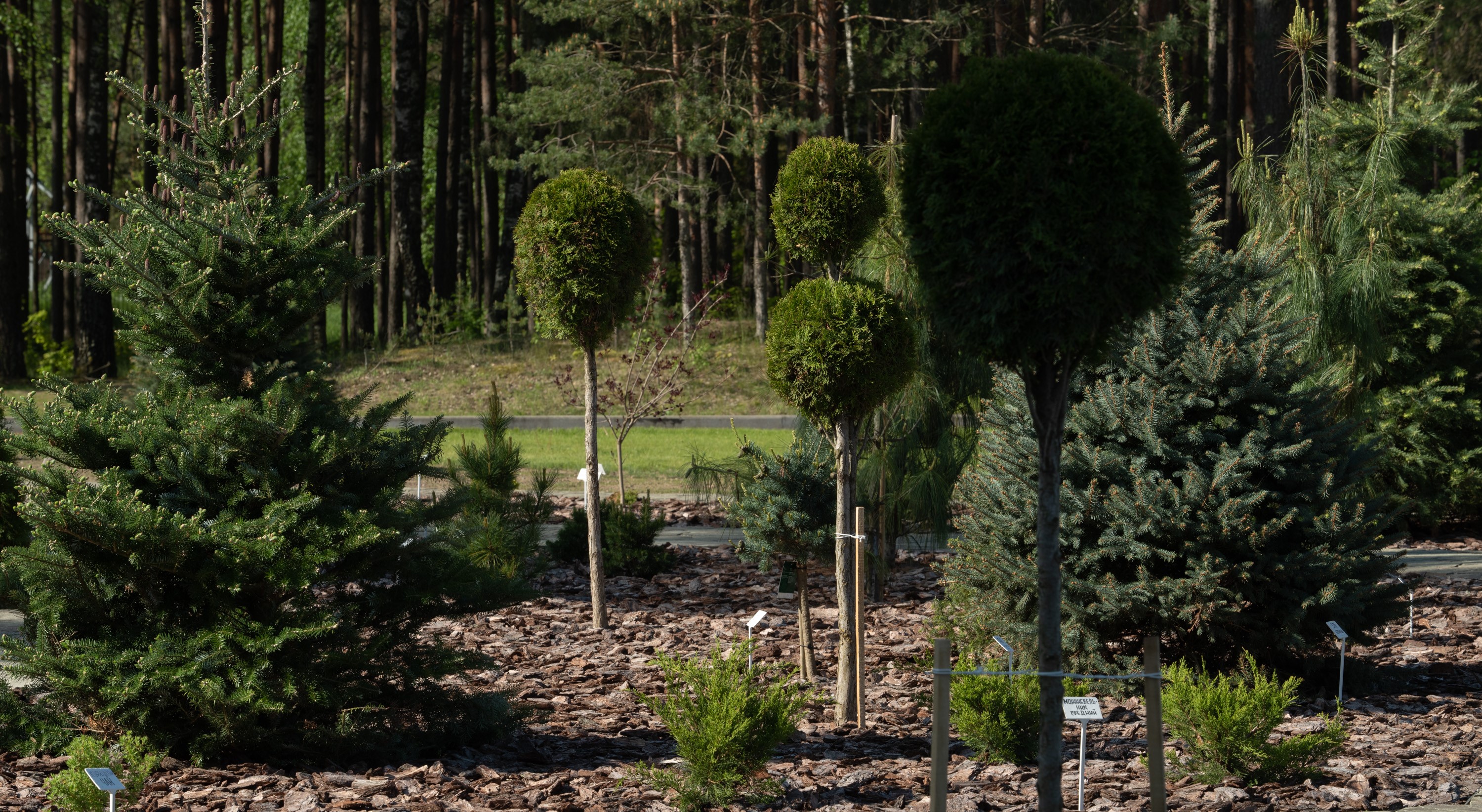 Сад хвойных растений - Viliya Park